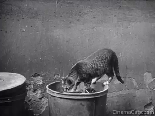 Berlin: Symphony of a Great City - tabby cat sniffing at contents of garbage can animated gif