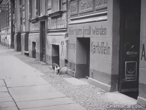 Berlin: Symphony of a Great City - black and white cat walking down sidewalk animated gif