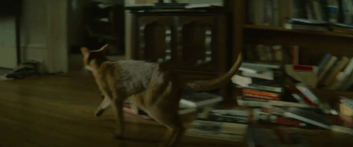 Best Sellers - Abyssinian cat Hemmy running through house then sitting up at desk animated gif