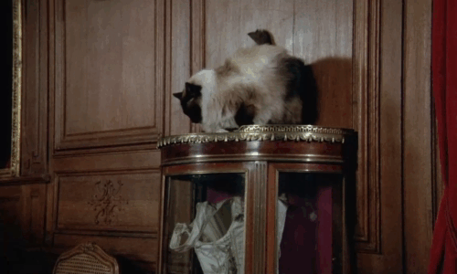 La bête - longhair Snowshoe patterened cat on cabinet kissed by Lucy Lisbeth Hummel with Aunt Virginia Elisbeth Kaza animated gif
