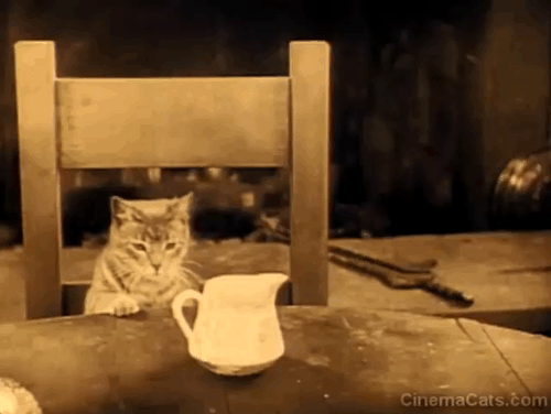 The Better 'Ole - tabby cat looking into cream container on table animated gif