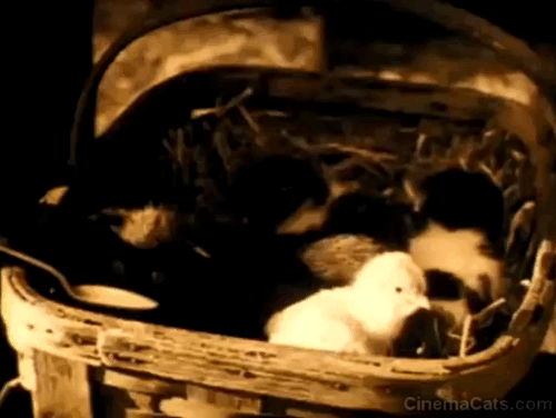 The Better 'Ole - black kitten being spoon fed with other kittens in basket animated gif