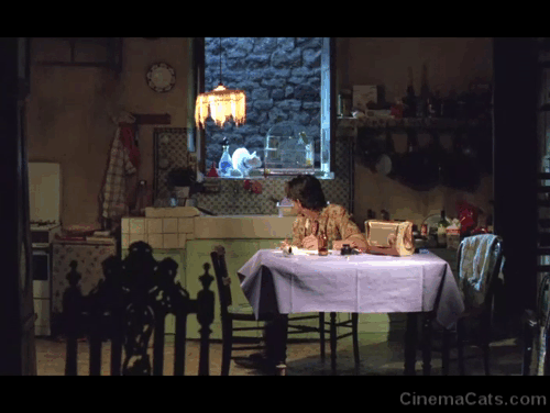Betty Blue - Zorg Jean-Hugues Anglade looking at white cat in window animated gif