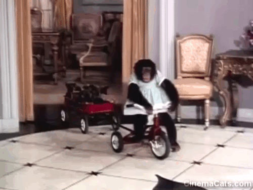 The Beverly Hillbillies - The Army Game - Chimpanzee Bessie riding tricycle and pulling wagon of puppies and kittens animated gif