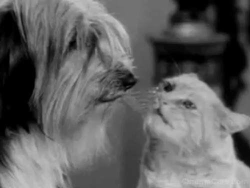 The Beverly Hillbillies - Elly's Animals - Orangey Rusty cat kissing dog with Elly May Donna Douglas animated gif