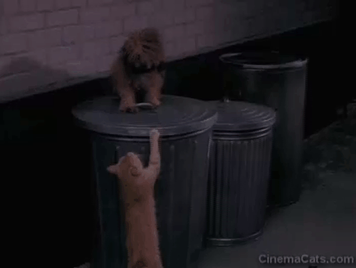 Bewitched - It Shouldn't Happen to a Dog - orange tabby cat cornering dog Mr. Barker Jack Warden on trash can as Samantha Elizabeth Montgomery changes him back to a man