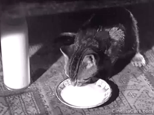 Big Fella - Corny Lawrence Brown finding and holding up tabby kitten drinking milk animated gif