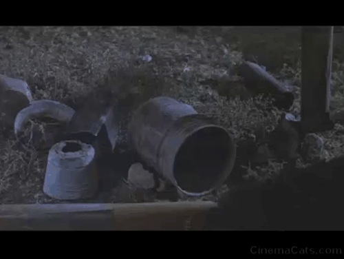 Babe - white cat crawling out of falling pipe and scaring John Wayne animated gif