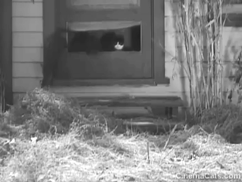 The Big Shot - black cats and tuxedo cat running through hole in door as Ray Eddie Quillan walks through dilapidated auto camp animated gif