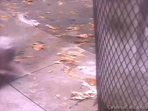 Billie Jean - Michael Jackson - white Persian cat running behind trash can and coming out as a tiger cub on the other side animated gif