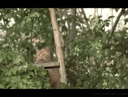 Birdy - ginger tabby cat jumping from board in yard animated gif