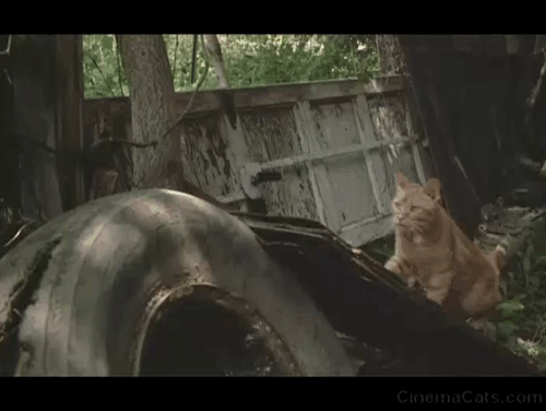 Birdy - ginger tabby cat walking over old tire and along fence animated gif