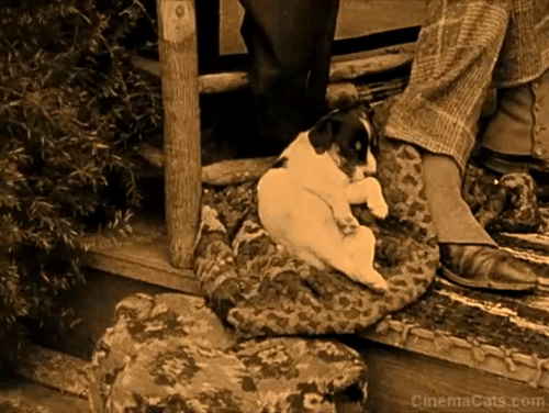 The Birth of a Nation - tabby kitten dropped onto a puppy