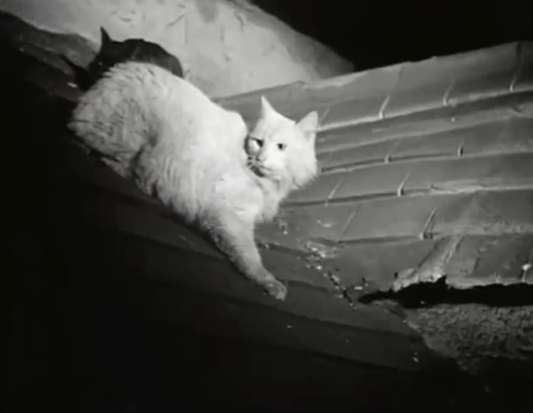 The Black Abbot - black cat and white cat sitting on slanted rooftop animated gif