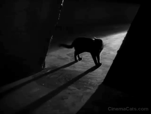 The Black Cat 1934 - black cat and shadow in dark doorway with tail wagging animated gif