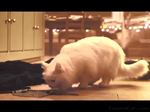 Black Christmas 2019 - long haired white cat Claudette Rana licking black goo from floor animated gif