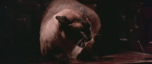 Black Magic 2 - Gou hun jiang tou - Siamese cat hissing before being picked up by Kang Cong Lieh Lo animated gif