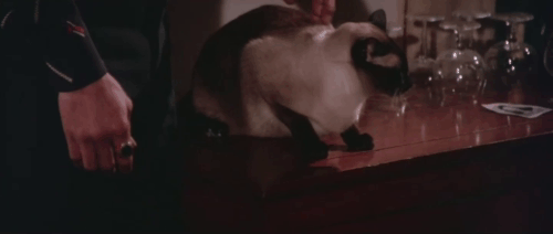 Black Magic 2 - Gou hun jiang tou - Siamese cat being thrown at Dr. Shi Chen-Sheng Wei-Tu Lin by Kang Cong Lieh Lo animated gif