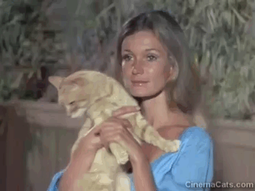 Black Noon - ginger tabby cat being booped on the nose by Deliverance Yvette Mimieux animated gif