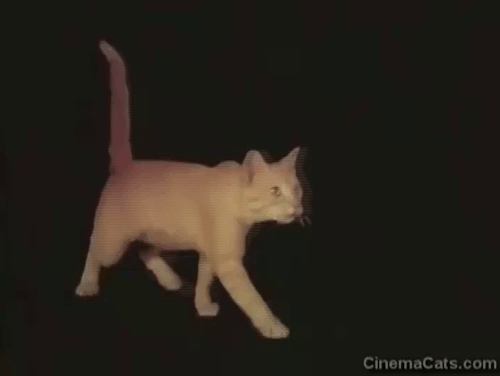 Black Noon - ginger tabby cat jumping up into Deliverance Yvette Mimieux's arms animated gif