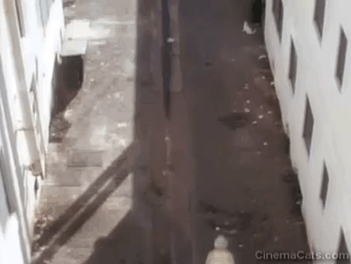 Black Sunday - Fasil Bekim Fehmiu running down alley and jumping over white cat animated gif