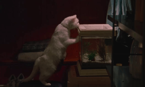 Blue Jean - white cat looking into fish tank animated gif
