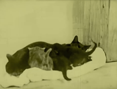 Bobby Bumps Fresh Fish - cartoon bulldog Fido confused by black cat nursing kittens animated gif