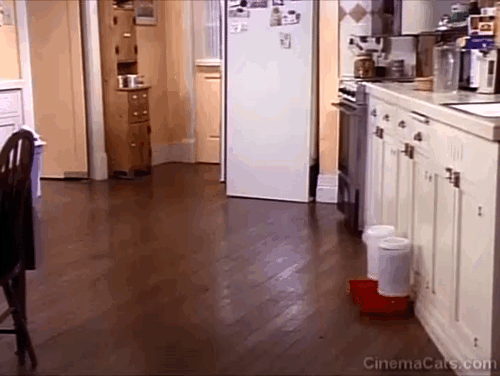 Bob - Mad Dog on 34th Street - automatic cat food dispenser erupts and Otto runs out to eat animated gif