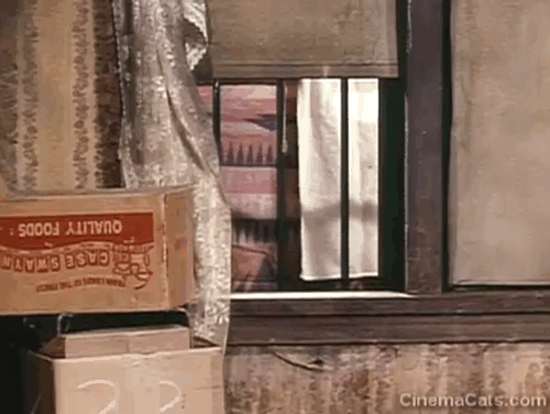 The Bob Newhart Show - No Sale - ginger and white tabby cat Arbogast looking in window then running through run down apartment animated gif