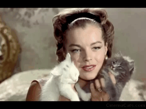 Boccaccio '70 - Il lavoro - Pupe Romy Schneider holding long haired white and gray kittens to her face animated gif
