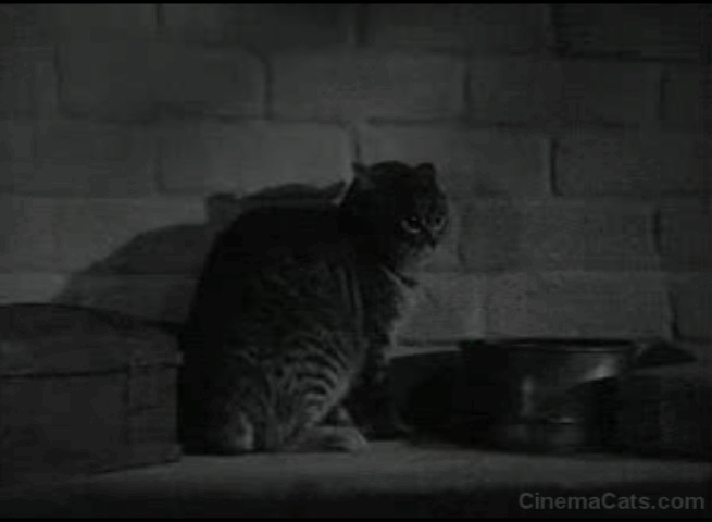 The Body Snatcher - tabby cat Brother arching back and hissing animated gif