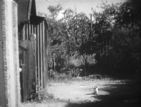 Bond of Fear - Siamese kitten running from yard as Dewar runs past animated gif