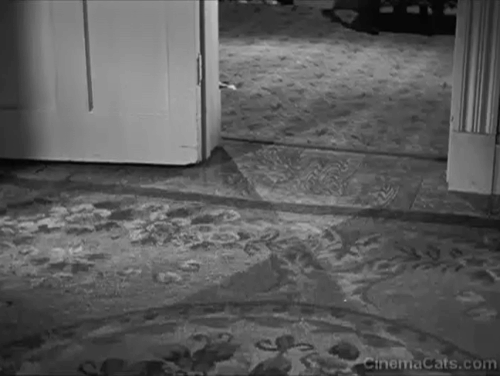 The Boogie Man Will Get You - Siamese kitten runs from room and scratches at door animated gif