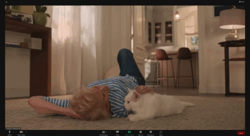Book Club: The Next Chapter - Sharon Candice Bergen on computer call on floor petting Angora cat Ginsberg animated gif