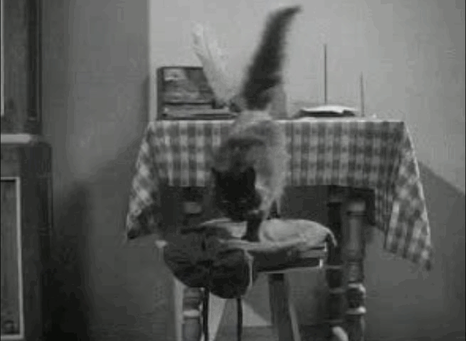 Bridal Suite - black longhaired cat jumps on zither animated gif