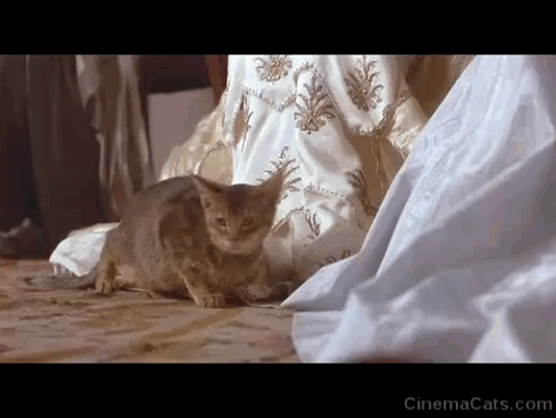 The Bride - Eva Jennifer Beales screaming at mewing Abyssinian kitten animated gif