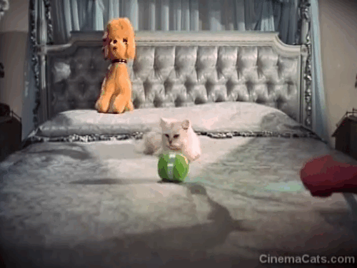 Bus Riley's Back in Town - Laurel Ann-Margret trying to get longhair white cat to play with ball of yarn on bed animated gif