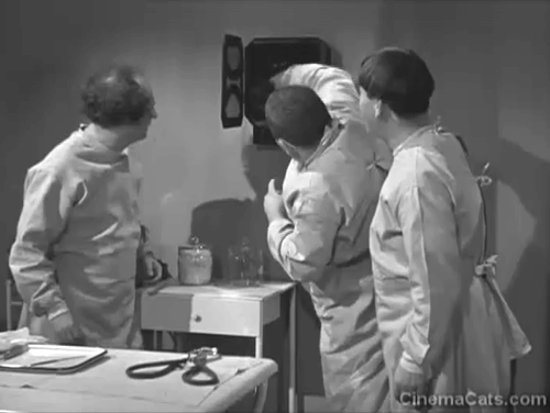 Calling All Curs - Curly Howard pulling gray kitten from wall speaker with Moe and Larry Fine animated gif