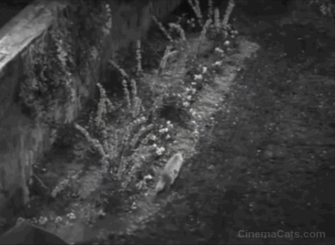 Call It a Day - dog chases cat up a tree animated gif