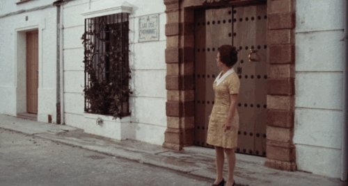 A Candle for the Devil - Una vela para el diablo - Verónica Esperanza Roy walking on street with gray and white tabby cat preening animated gif