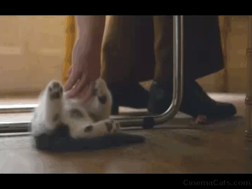 Can You Ever Forgive Me? - tuxedo kitten playing beneath chair animated gif