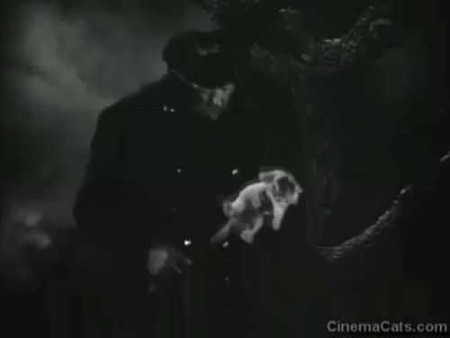 The Captain is a Lady - Captain Abe Peabody Charles Coburn placing calico kitten in his coat as it starts to rain animated gif