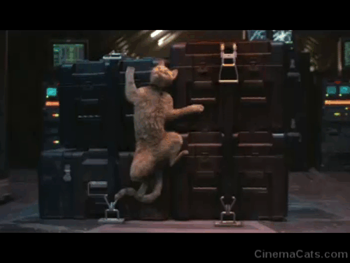 Captain Marvel - ginger tabby cat Flerken Goose pinned to crate by G Force and Carol Danvers Brie Larson slowing down animated gif