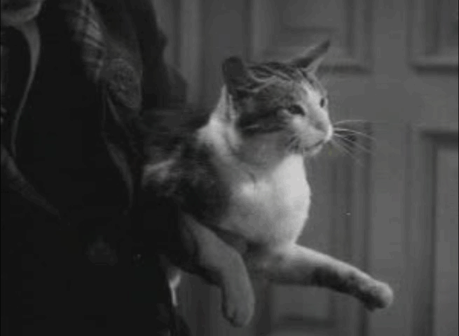 The Case of the Black Cat - Clinker cat animated gif swiping at Perry Mason