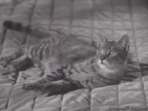 Cass Timberlane - Spencer Tracy getting angry and sneezing at tabby cat Cleo on bed animated gif