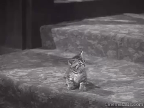 Cass Timberlane - tiny tabby kitten Cleo scared into running up stairs by Spencer Tracy animated gif