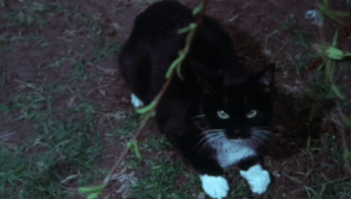 The Cat and the Canary - black and white tuxedo cat in woods