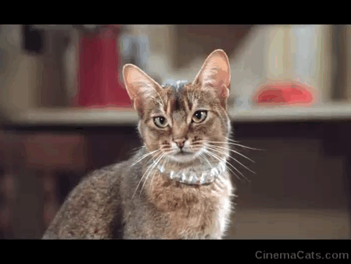 The Cat From Outer Space - alien cat Jake Abyssinian Rumple controlling basketball with collar animated gif