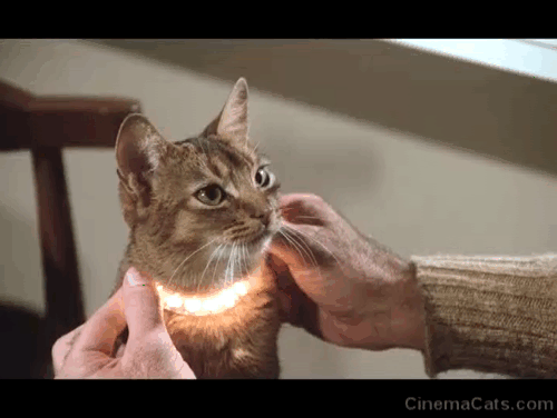 The Cat From Outer Space - alien cat Jake Abyssinian Rumple letting Frank Ken Berry hold his collar to levitate animated gif