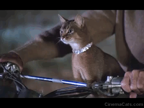 The Cat From Outer Space - alien cat Jake Abyssinian Rumple and Frank Ken Berry flying over gate on motorcycle animated gif